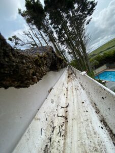pine needle leaf dirt gutters cleaned